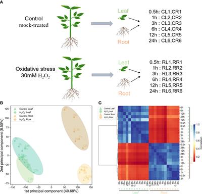 Analysis of the response regulatory network of pepper genes under hydrogen peroxide stress